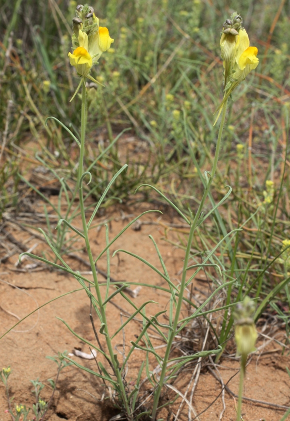 Image of Linaria incompleta specimen.