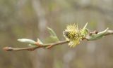 Salix