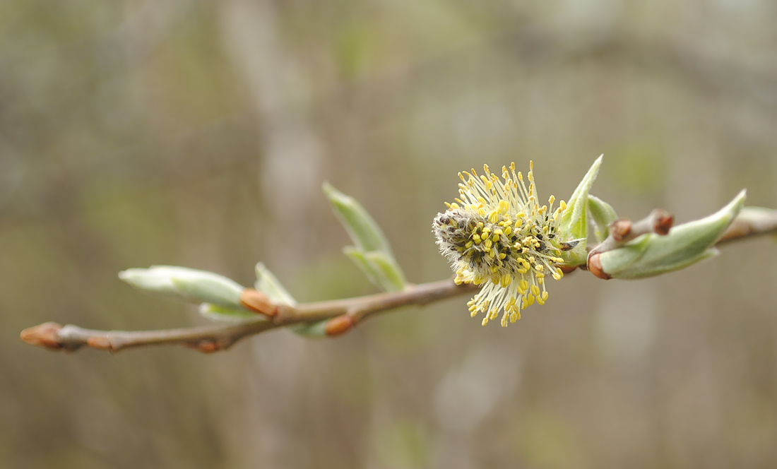 Image of genus Salix specimen.