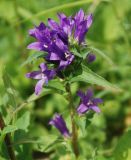 Campanula glomerata. Верхушка цветущего растения. Ярославская обл., побережье Плещеева озера. 04.06.2011.