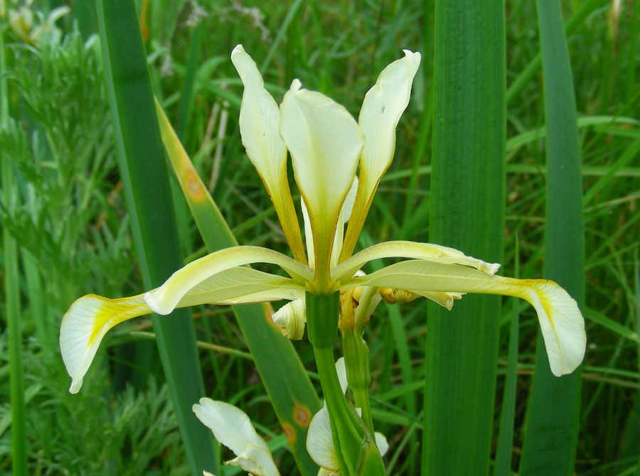 Image of Iris halophila specimen.