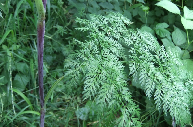 Image of Chaerophyllum bulbosum specimen.