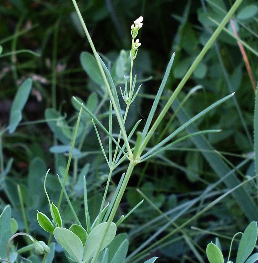 Изображение особи Galium octonarium.