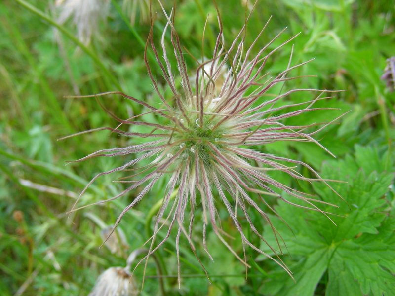 Изображение особи Pulsatilla campanella.