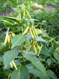 Vicia unijuga
