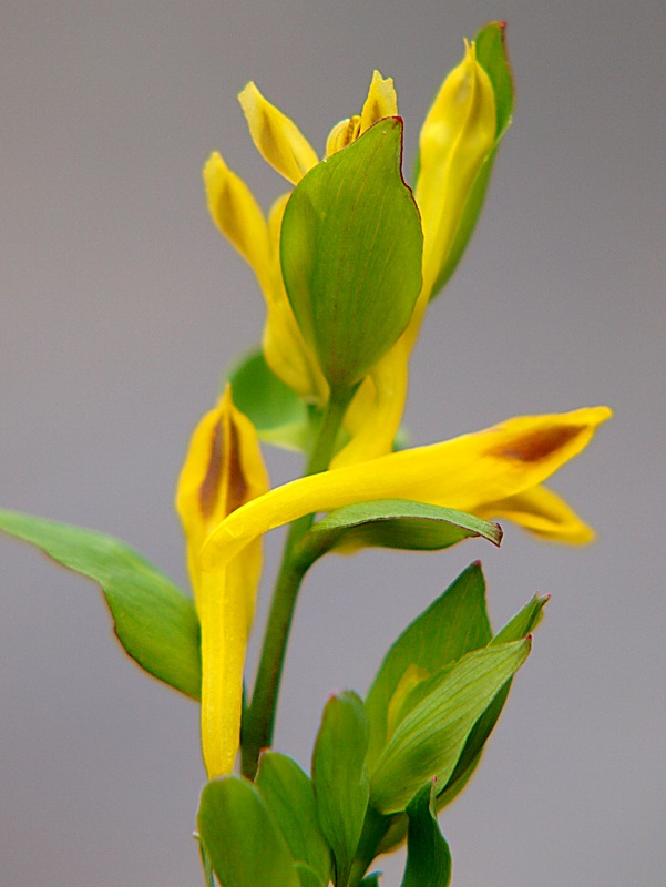 Изображение особи Corydalis ochotensis.