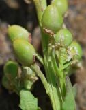 Cochlearia groenlandica