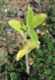 Helianthus annuus