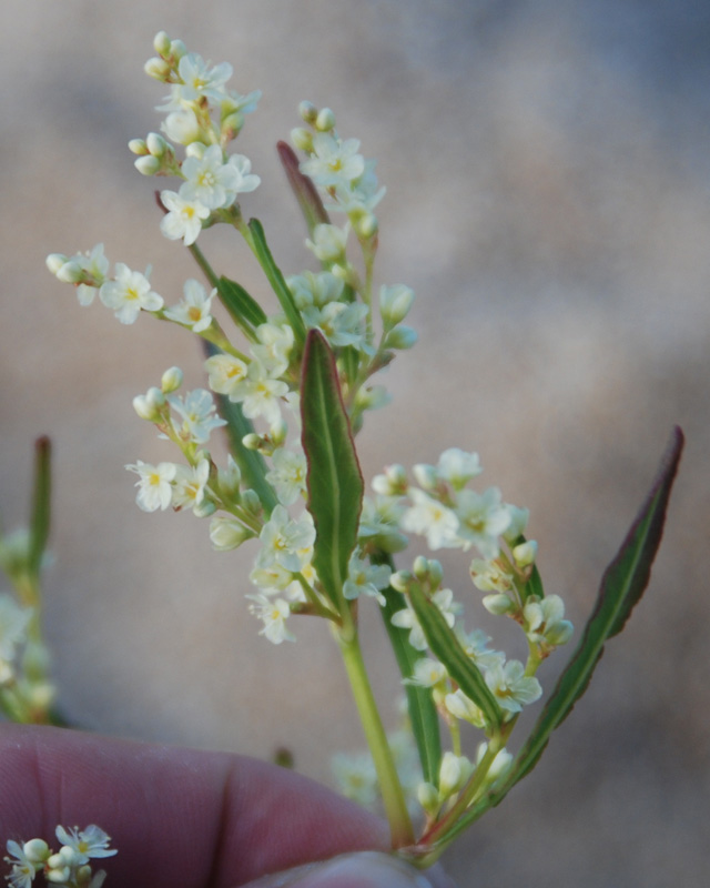 Image of Aconogonon ocreatum var. riparium specimen.