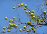 Maclura pomifera. Ветви с соплодиями. Черноморское побережье Кавказа, г. Новороссийск, в культуре. 23 октября 2008 г.