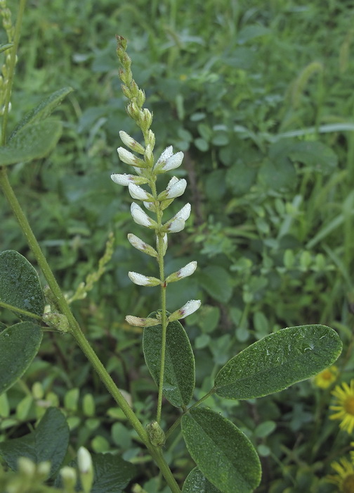 Изображение особи Lespedeza tomentosa.