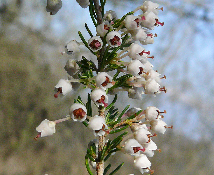 Изображение особи Erica arborea.