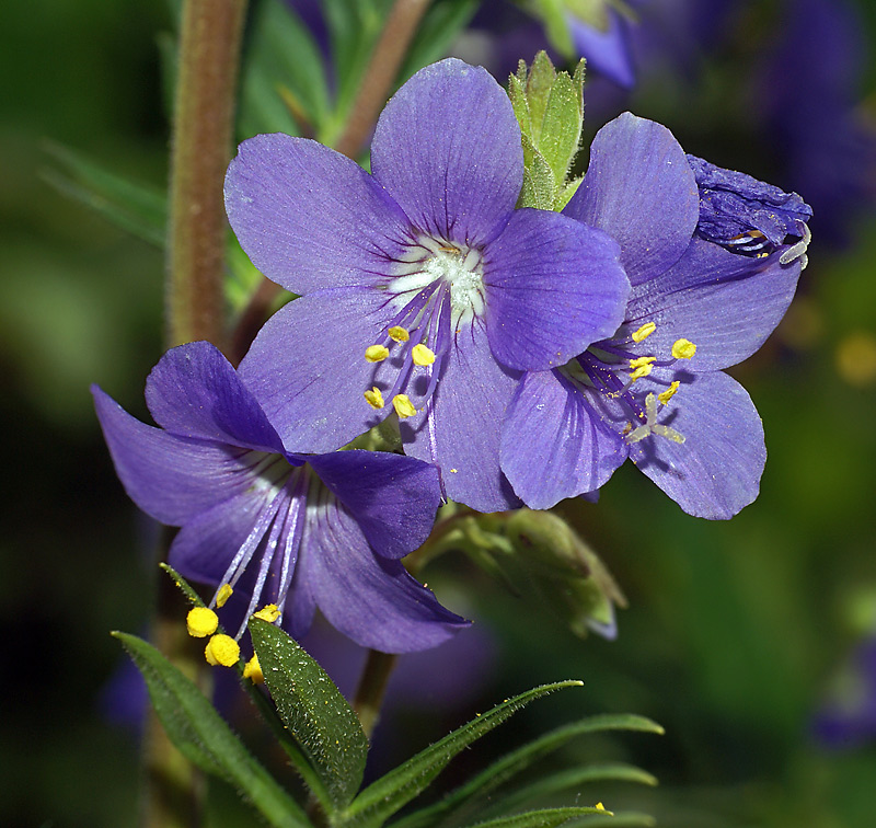 Image of Polemonium caeruleum specimen.