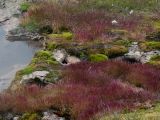 Agrostis geminata. Аспект, создаваемый дерновинами полевицы на берегу термального озера. Камчатка, Кроноцкий заповедник, Долина Гейзеров. 05.06.2011.