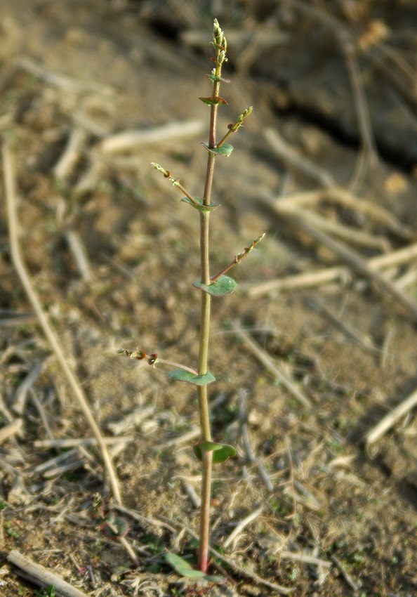 Изображение особи Limonium otolepis.