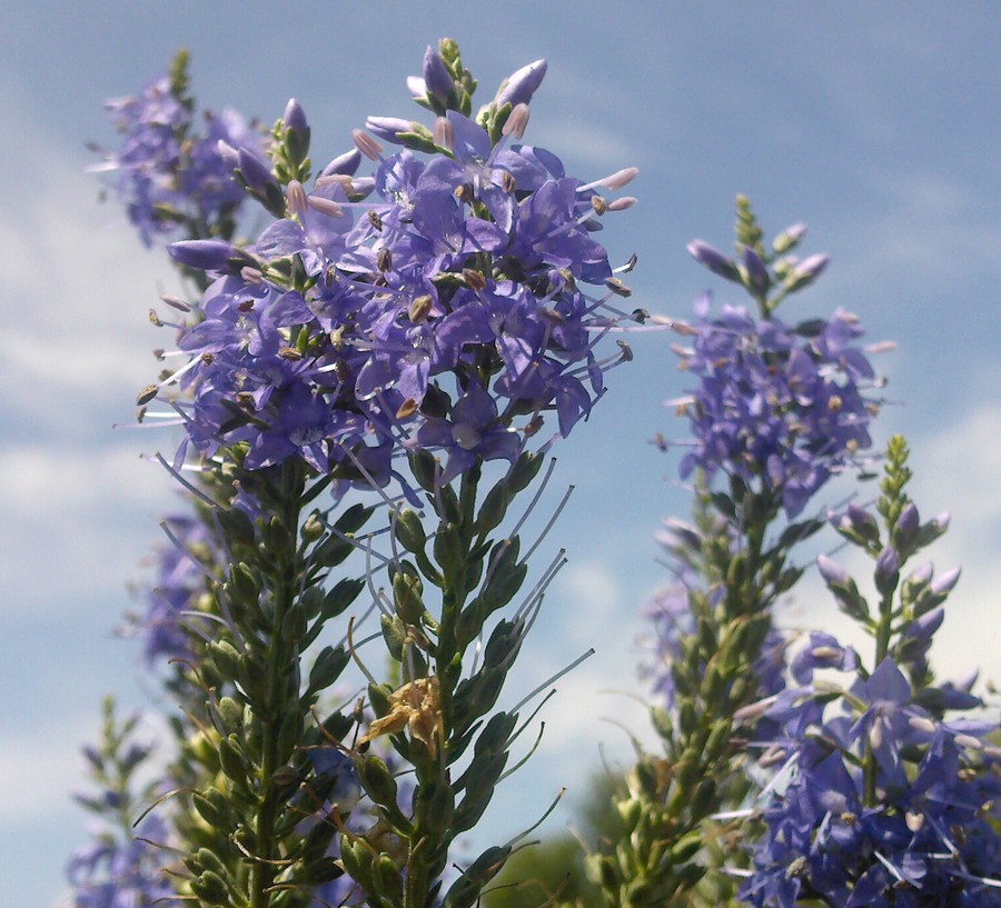 Image of Veronica longifolia specimen.