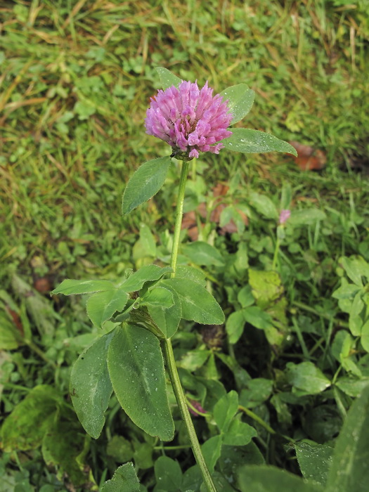 Image of Trifolium pratense specimen.