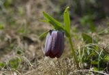 Fritillaria latifolia. Верхушка побега с цветком. Кабардино-Балкария, Эльбрусский р-н, гора Чегет, восточный склон, 2500 м н.у.м. 29.06.2008.