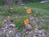 Papaver oreophilum