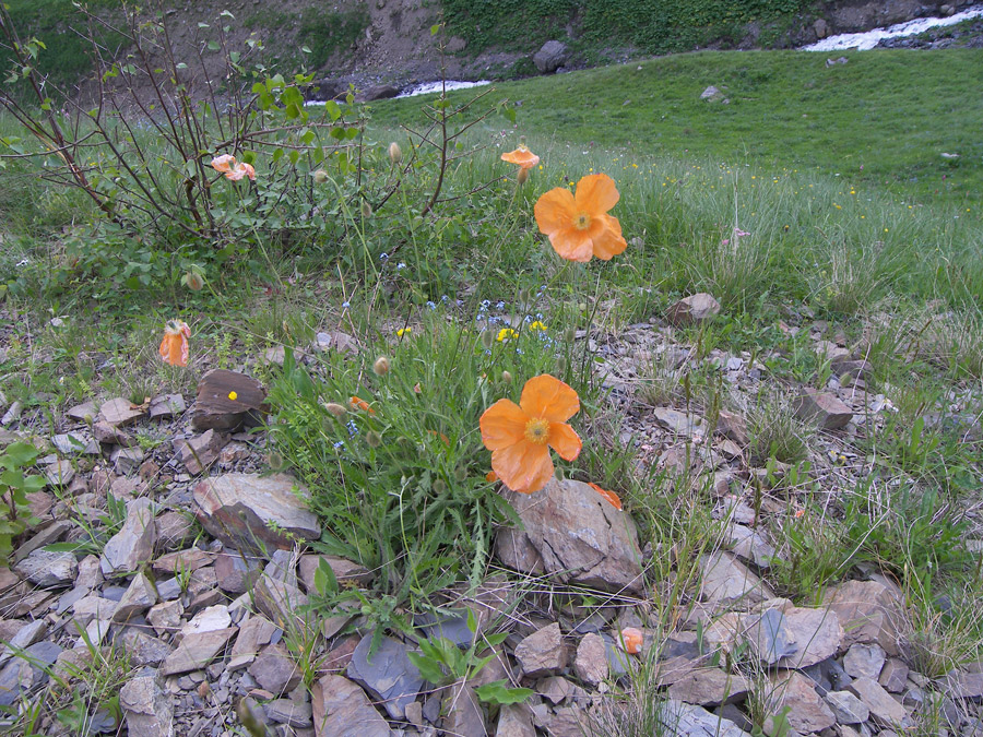 Image of Papaver oreophilum specimen.