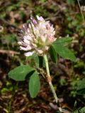 Trifolium pratense. Верхушка растения с соцветием. Свердловская обл., окр. г. Североуральск, район очистных сооружений, правый берег р. Вагран. 20.07.2011.