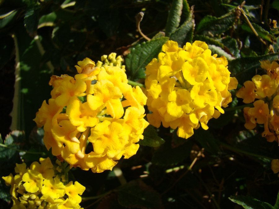 Image of Lantana camara specimen.