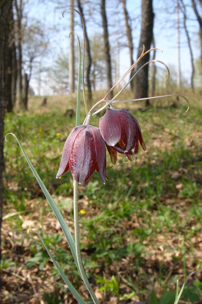 Изображение особи Fritillaria ruthenica.