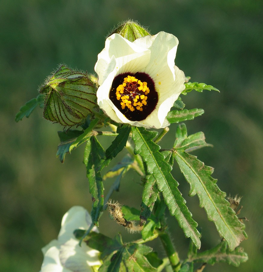 Изображение особи Hibiscus trionum.