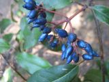 Viburnum tinus