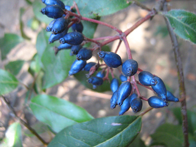 Image of Viburnum tinus specimen.