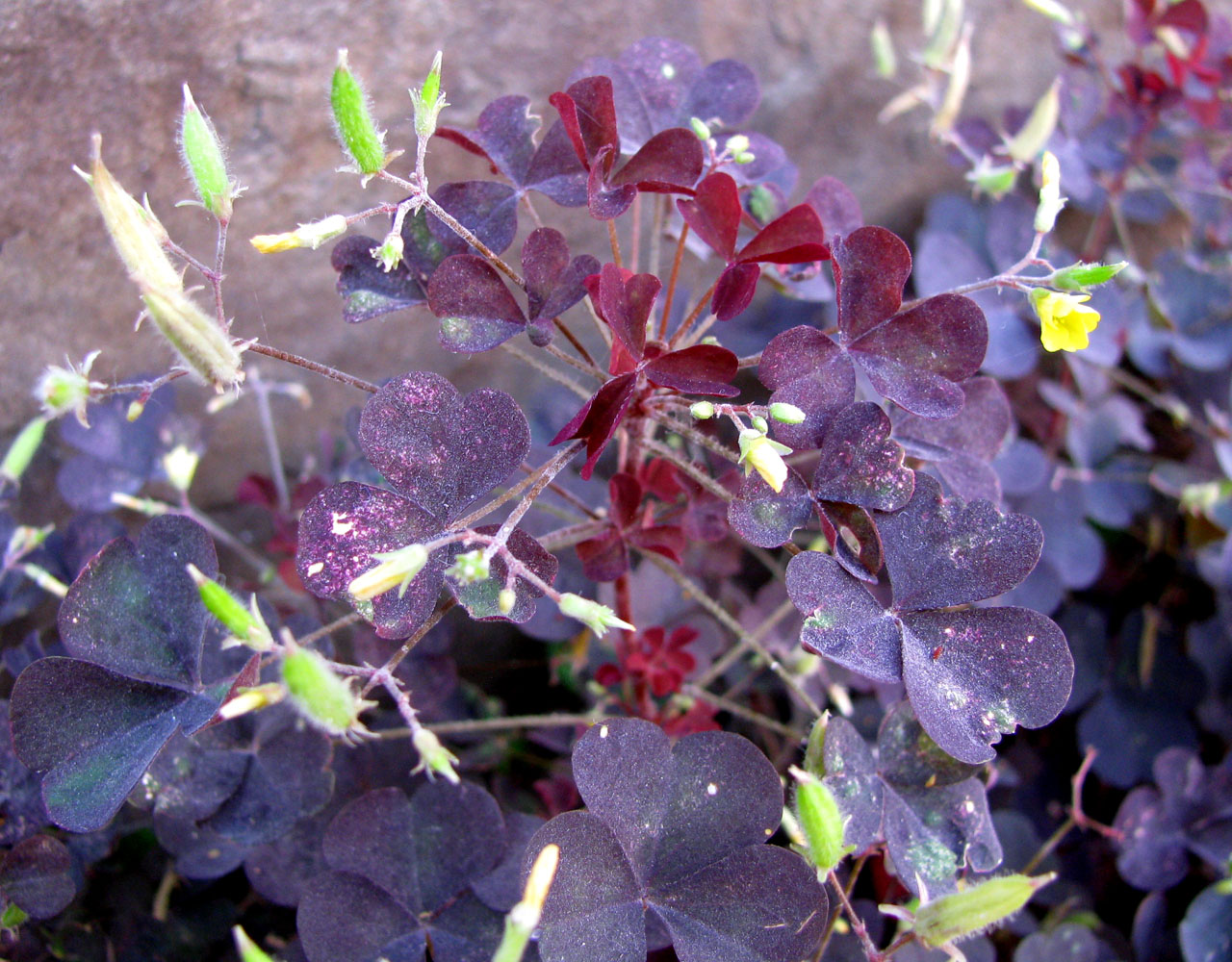 Изображение особи Oxalis stricta.