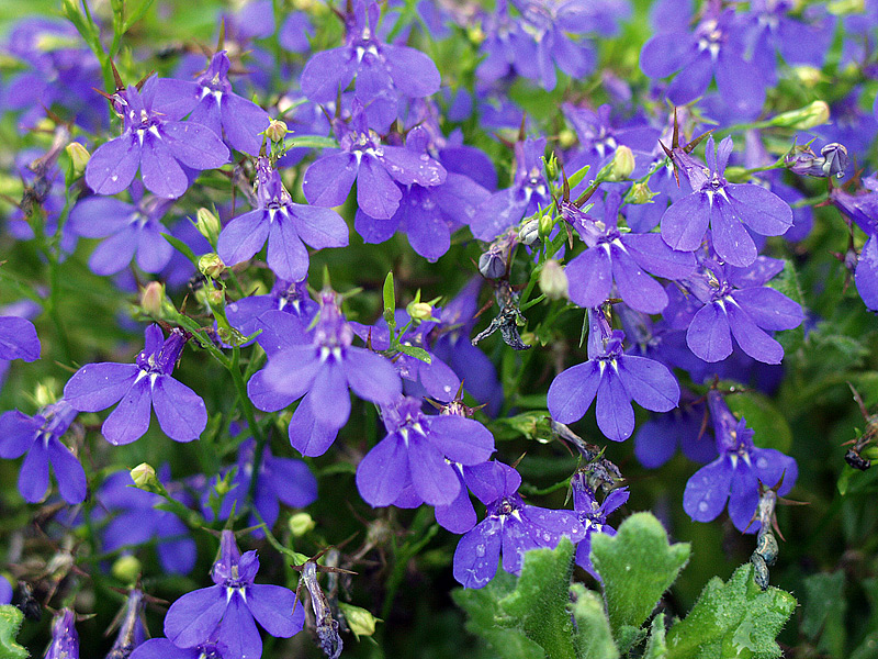 Изображение особи Lobelia erinus.