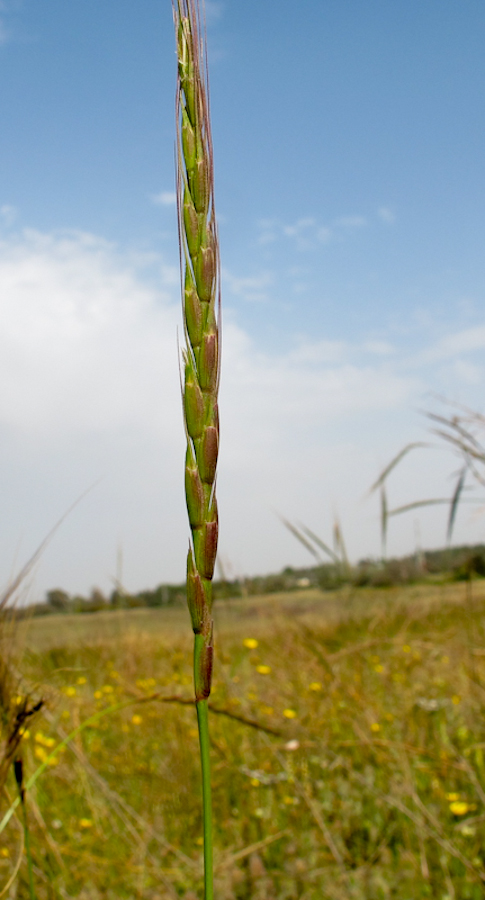 Image of Aegilops sharonensis specimen.