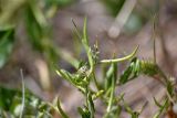 Chorispora tenella. Верхушка плодоносящего растения. Астрахань, около площадки метеостанции. 08.05.2012.
