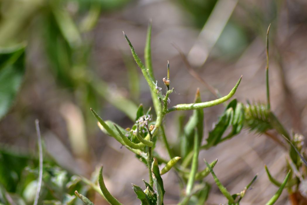 Image of Chorispora tenella specimen.