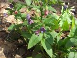 Pulmonaria obscura