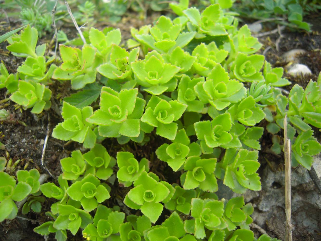 Изображение особи Sedum oppositifolium.