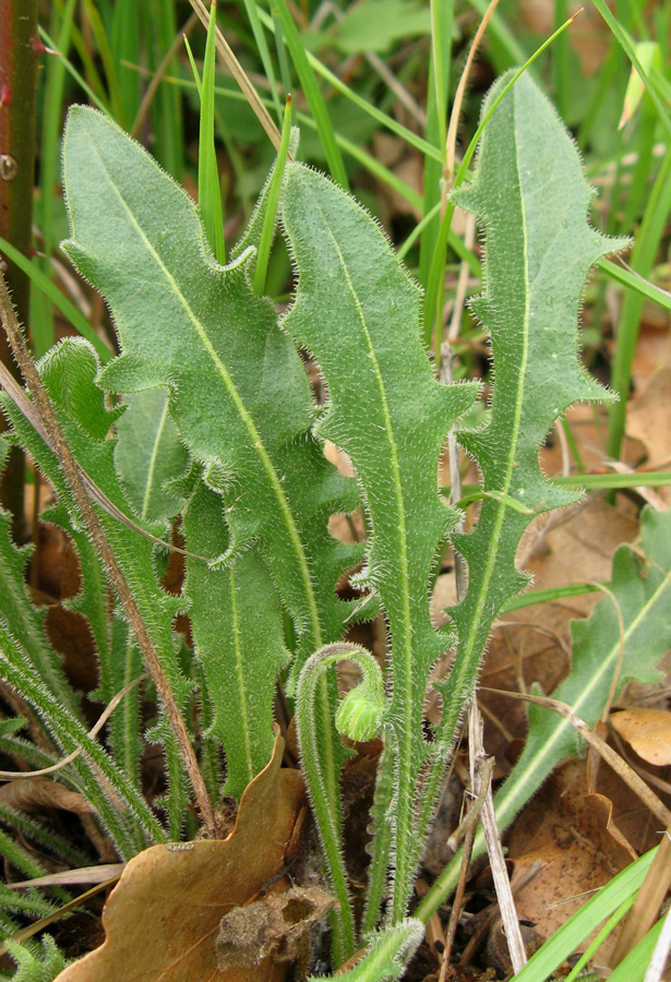 Image of Leontodon biscutellifolius specimen.