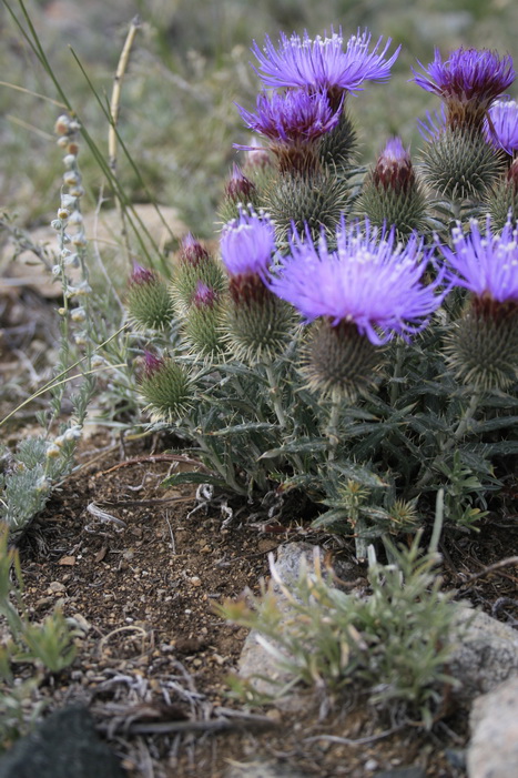 Image of Ancathia igniaria specimen.