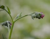 Cynoglossum officinale