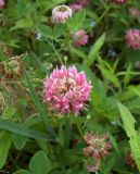 Trifolium hybridum. Соцветия. Курская обл., г. Железногорск, берег вдхр. на р. Погарщина. 27 июня 2007 г.