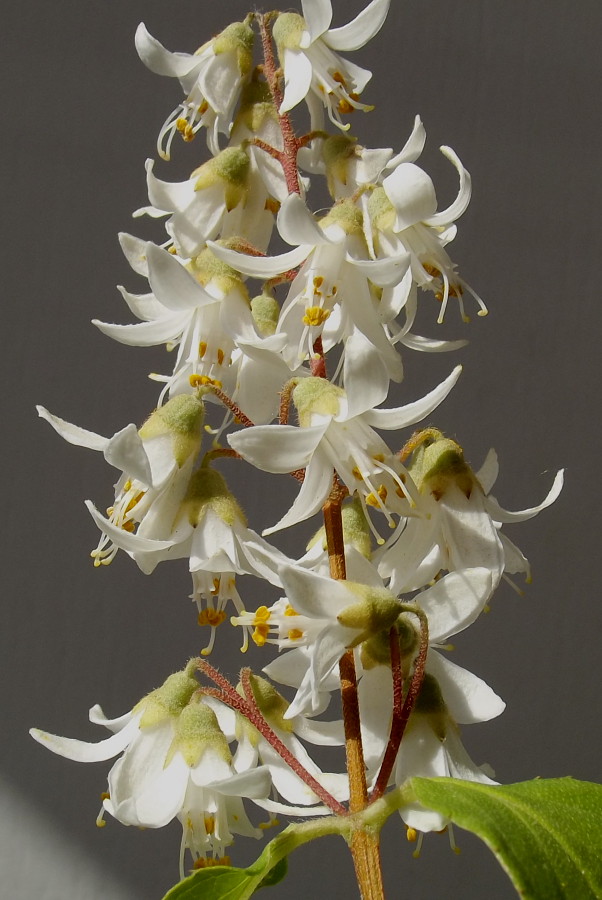Image of Deutzia × carnea specimen.