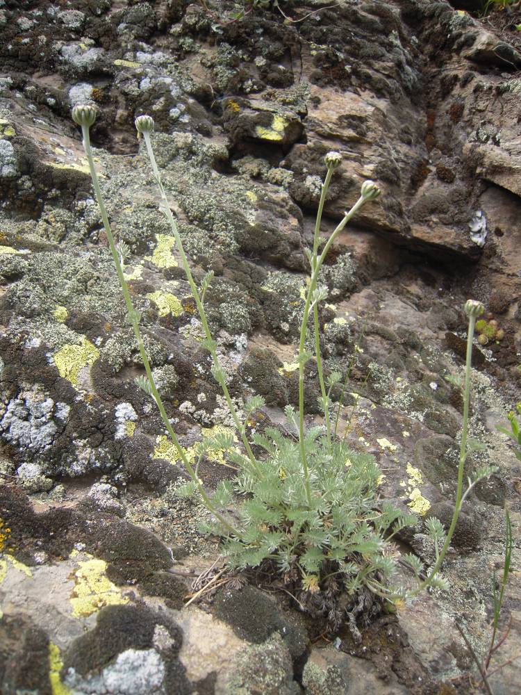 Изображение особи Anthemis marschalliana ssp. pectinata.