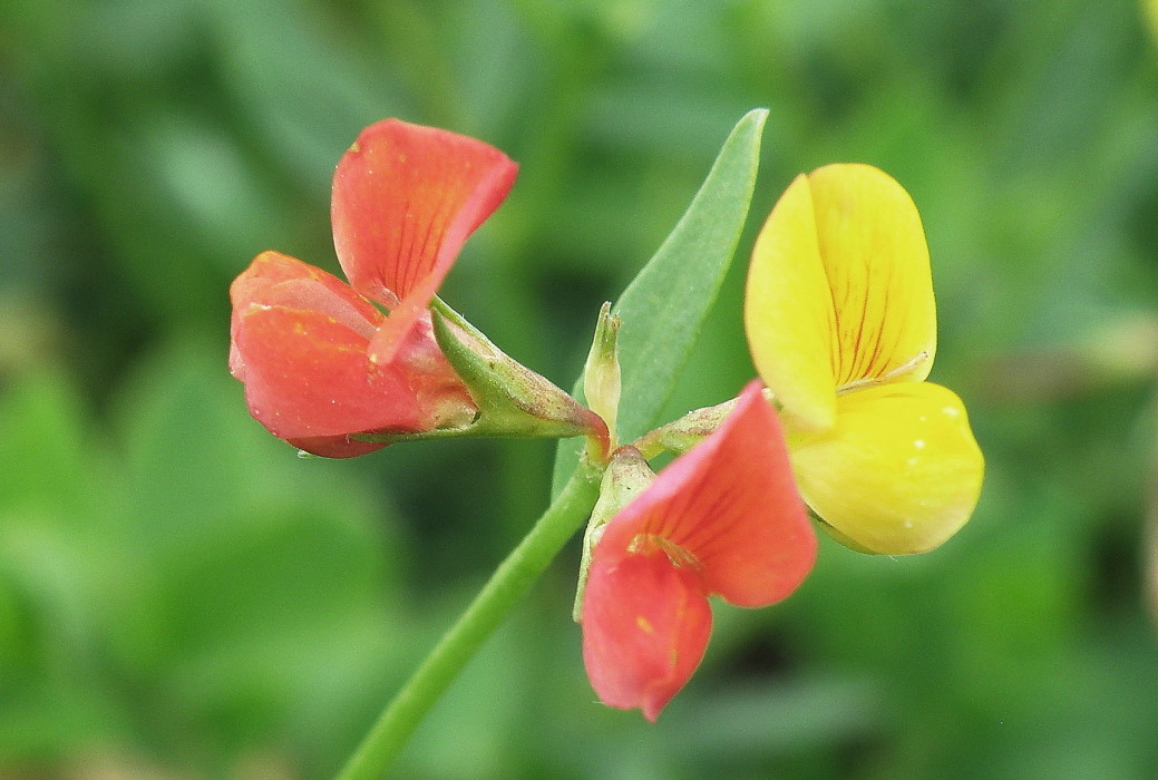 Image of Lotus frondosus specimen.