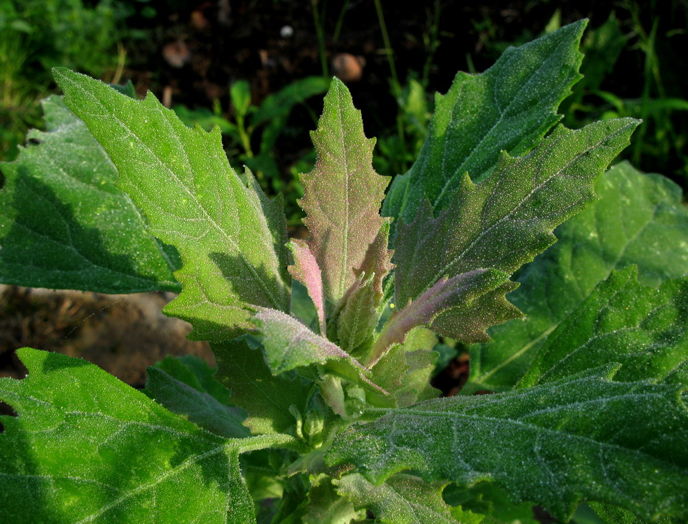 Image of Chenopodium album specimen.