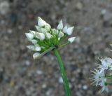 Allium galanthum