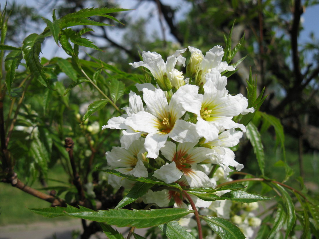 Image of Xanthoceras sorbifolium specimen.