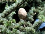Cedrus libani. Часть кроны с шишкой. Австрия, Вена, Дворцовый парк Бурггартен. 17.06.2012.