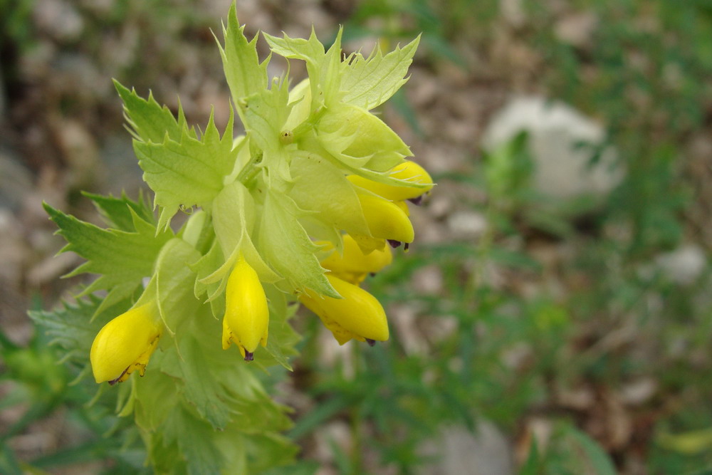 Изображение особи Rhinanthus aestivalis.