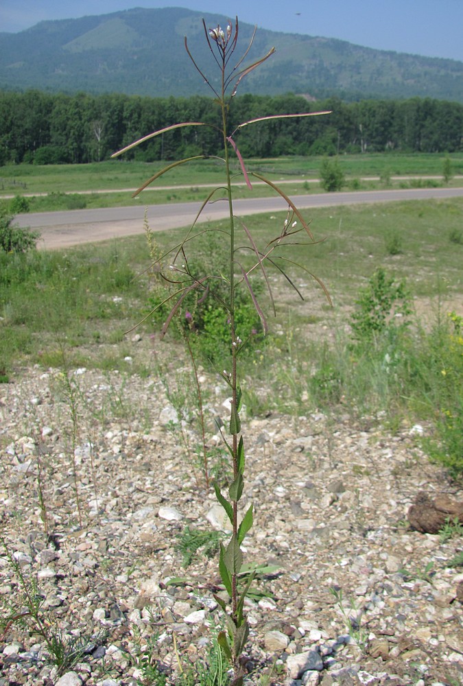 Image of Arabis pendula specimen.